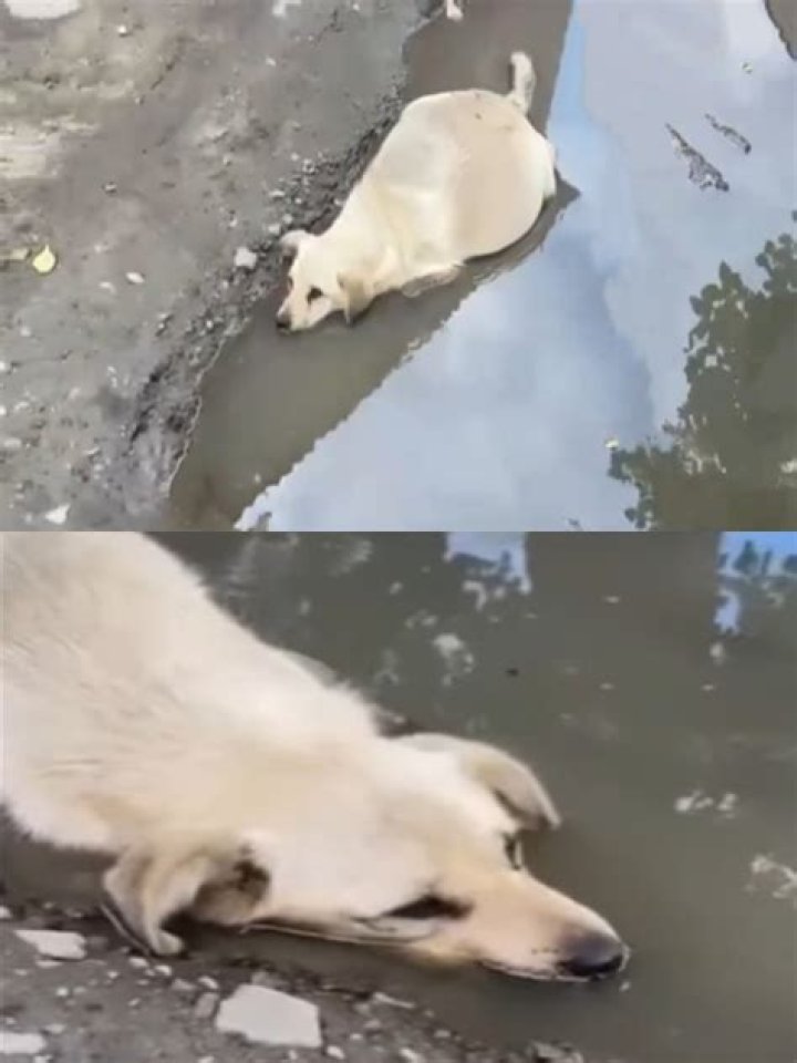 A Tale Of Unforgettable Loss