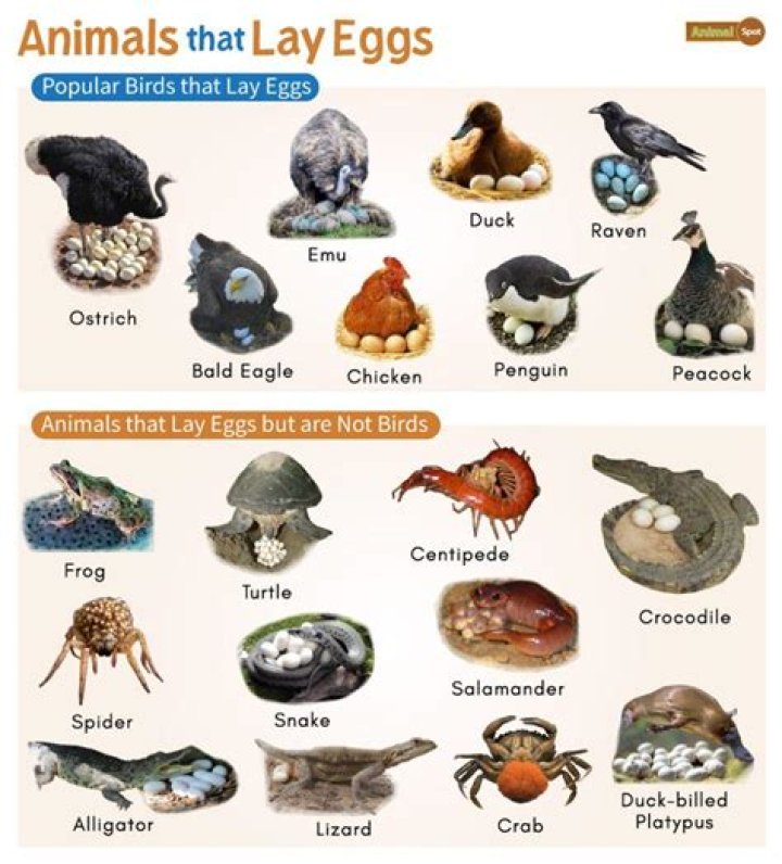 Animals that have come to symbolize absolute greatness Crossword Clue NYT - News