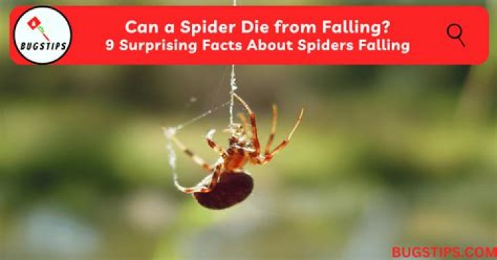 Can Spider die from falling?