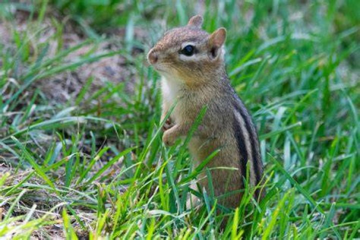 Chipmunk's kin Crossword Clue Eugene Sheffer - News
