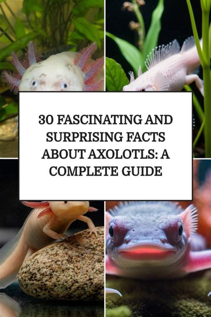 Complete Guide And Surprising Facts