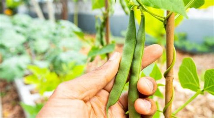 Discover Alternative Appellations For Pinto Beans: A Comprehensive Guide