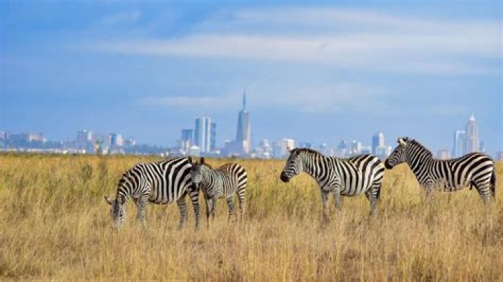 Discover The Heart Of Nairobi Through Its NGOs
