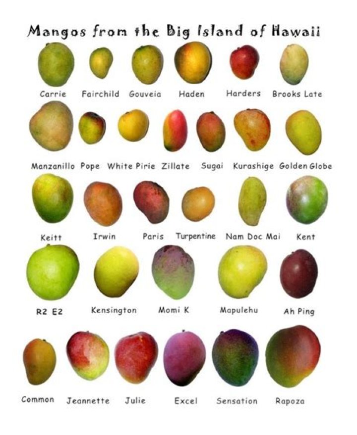 Discover The World Of Mangoes: Explore All Varieties And Flavors
