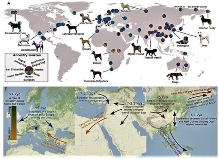 Discoveries And Insights Into The Enigma