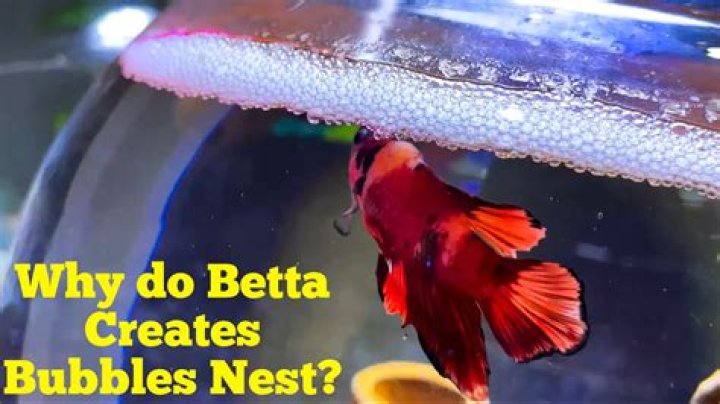 Do bettas like bubbles? - WeBlogy