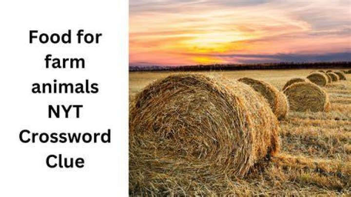 Farm denizen Crossword Clue NYT - News