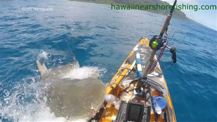 Fisherman on kayak has lucky escape off Oahu, Hawaii ·
