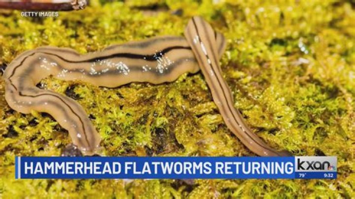 Attention Austin Residents: Beware Of Hammerhead Worms!