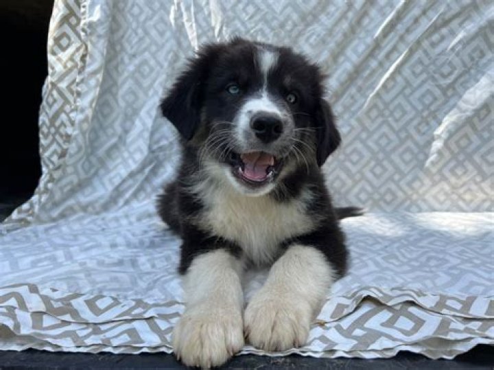 Unveiling The Truth About Animal Attacks