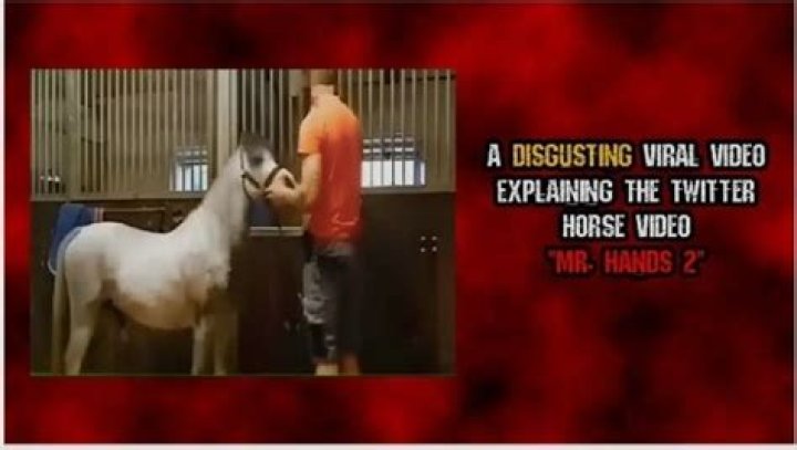 Insights Into The "Horse Video Orange Shirt Mr Hands Horse" Incident