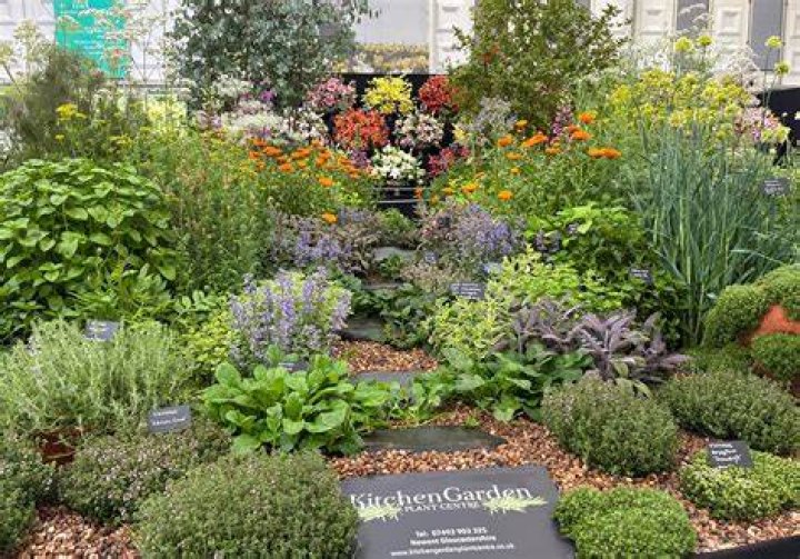 LA Times Kitchen garden plant 4 letters Crossword Clue - News