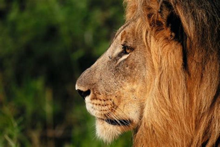 Fierce Lion Side Face: Witness The Majestic King Of The Savanna