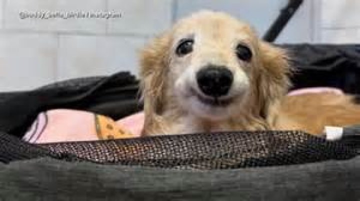 Mona Heidari's Viral Video: Uncovering The Global Impact