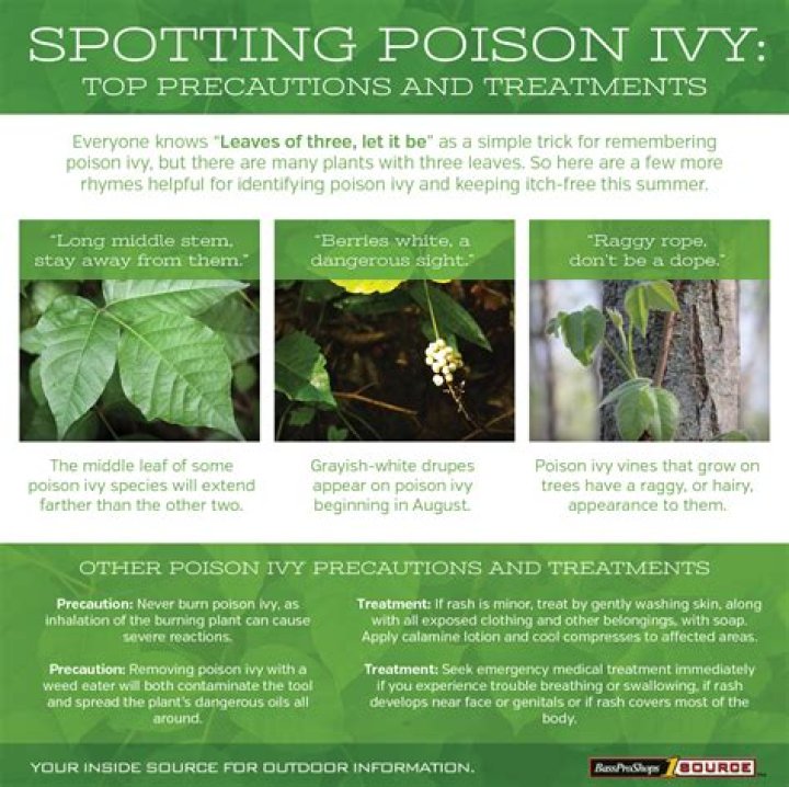 Comprehensive Guide To Poison Ivy: An Infographic