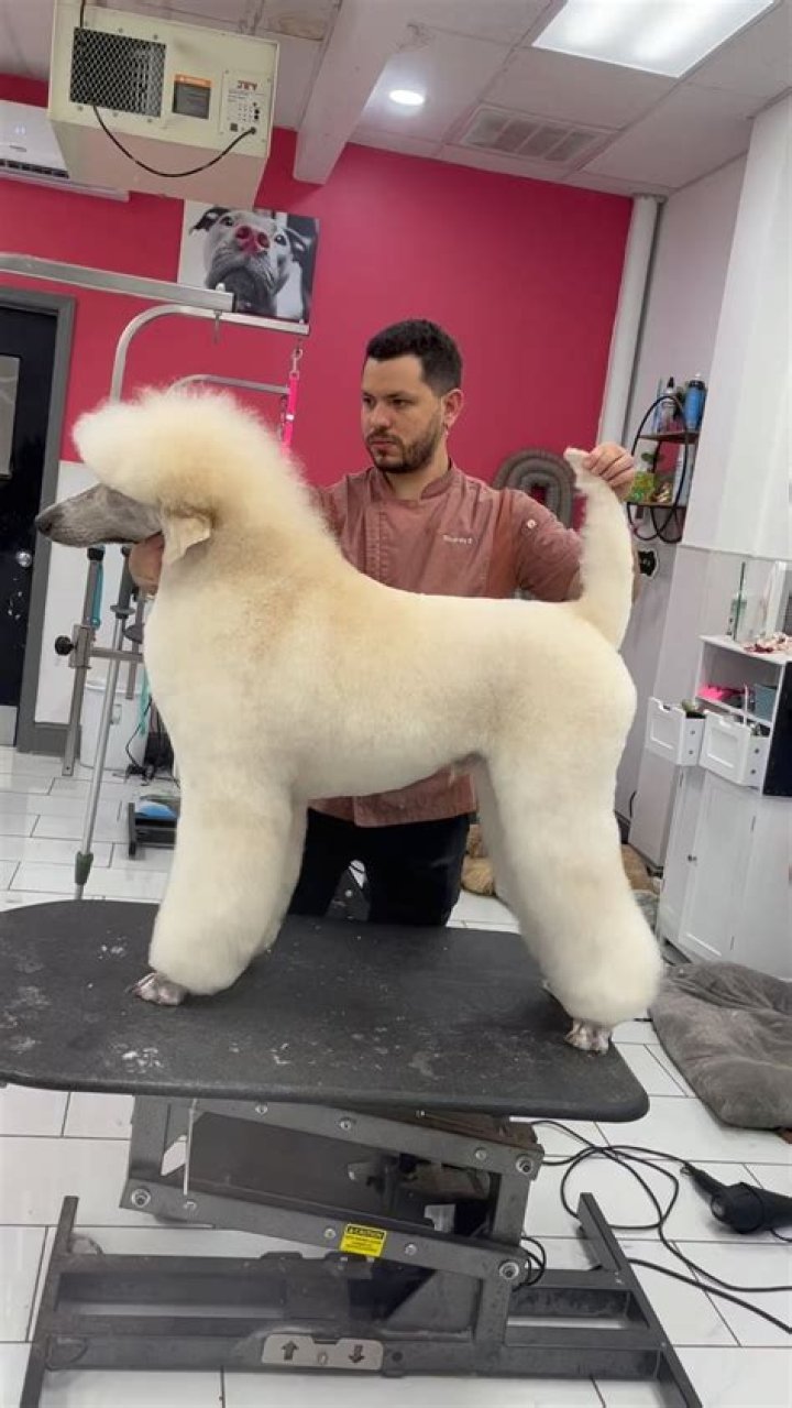 Enchanting Poodle Cuts: Unleash The Beauty Of Your Furry Companion