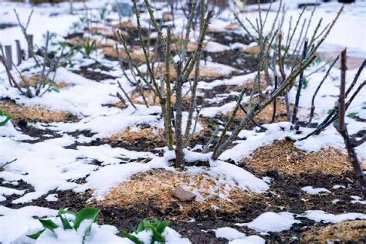 Should you mulch roses for winter?