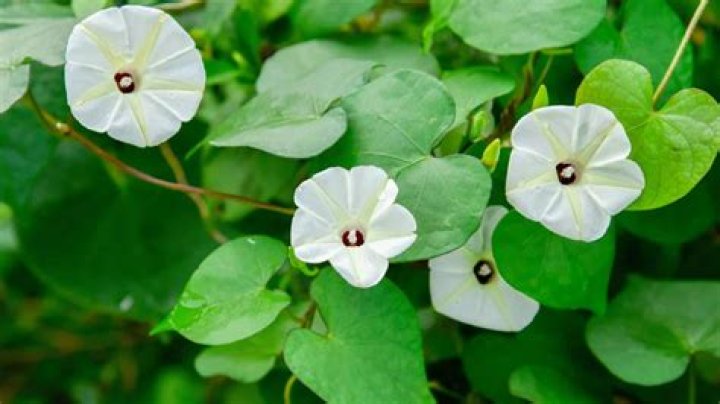 Unveiling Kehlani's Age: A Comprehensive Guide