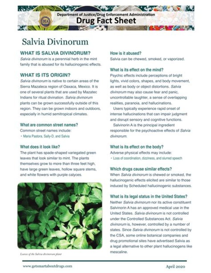 Unveiling The Enigmatic World Of Drug Salvia: Discoveries And Insights