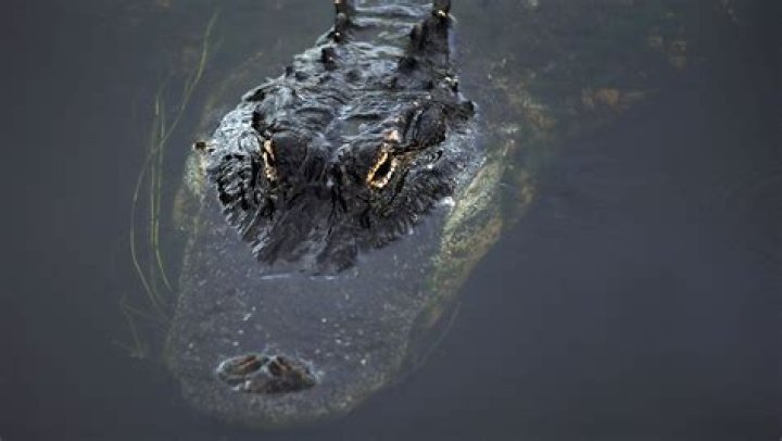 USA Today Alligator's home Crossword Clue Answers with 5 letters - News