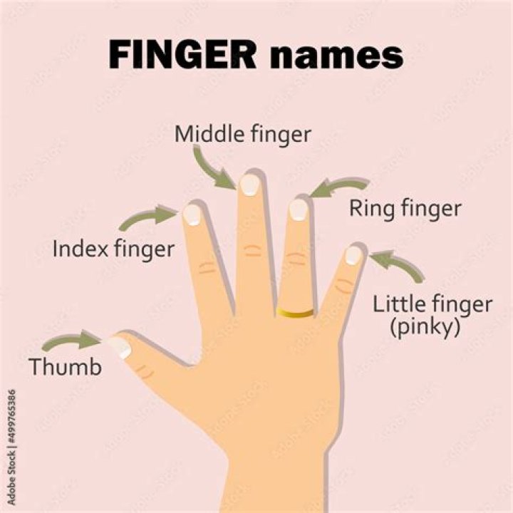 What is the middle of your finger called?