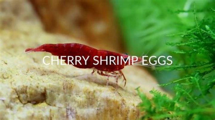 Unraveling The Enigma: Where Do Cherry Shrimp Lay Their Precious Eggs?