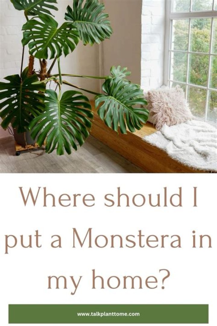 Where should I put Monstera in my house?
