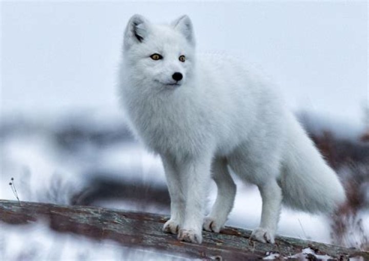 Uncover The Enigmatic White Fox: Nature's Arctic Masterpiece