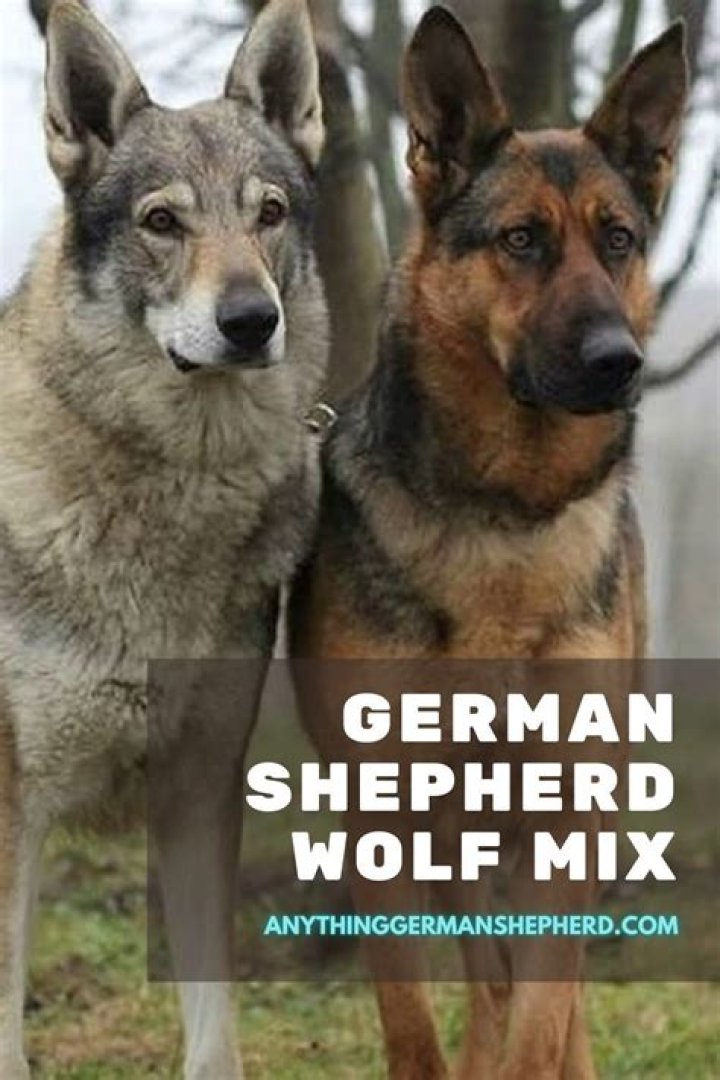 Who would win a German Shepherd or a wolf?