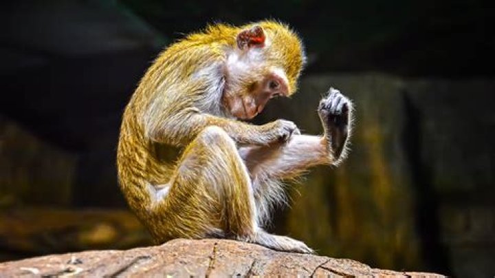 Why do monkeys throw poop?