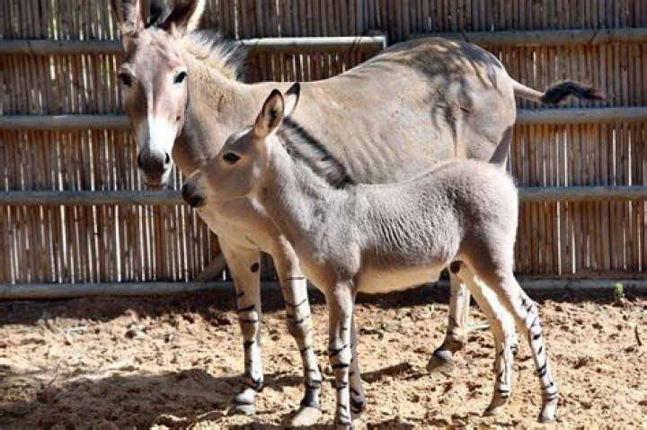 Wild donkey